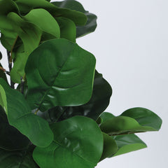 Artificial Fiddle-Leaf Fig Plant | Ornamental Plant for Interior Decor/Home Decor/Office Decor | with Basic Black Pot | 75 cm Short Indoor Tropical Plant | Durable