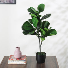 Artificial Fiddle-Leaf Fig Plant | Ornamental Plant for Interior Decor/Home Decor/Office Decor | with Basic Black Pot | 75 cm Short Indoor Tropical Plant | Durable