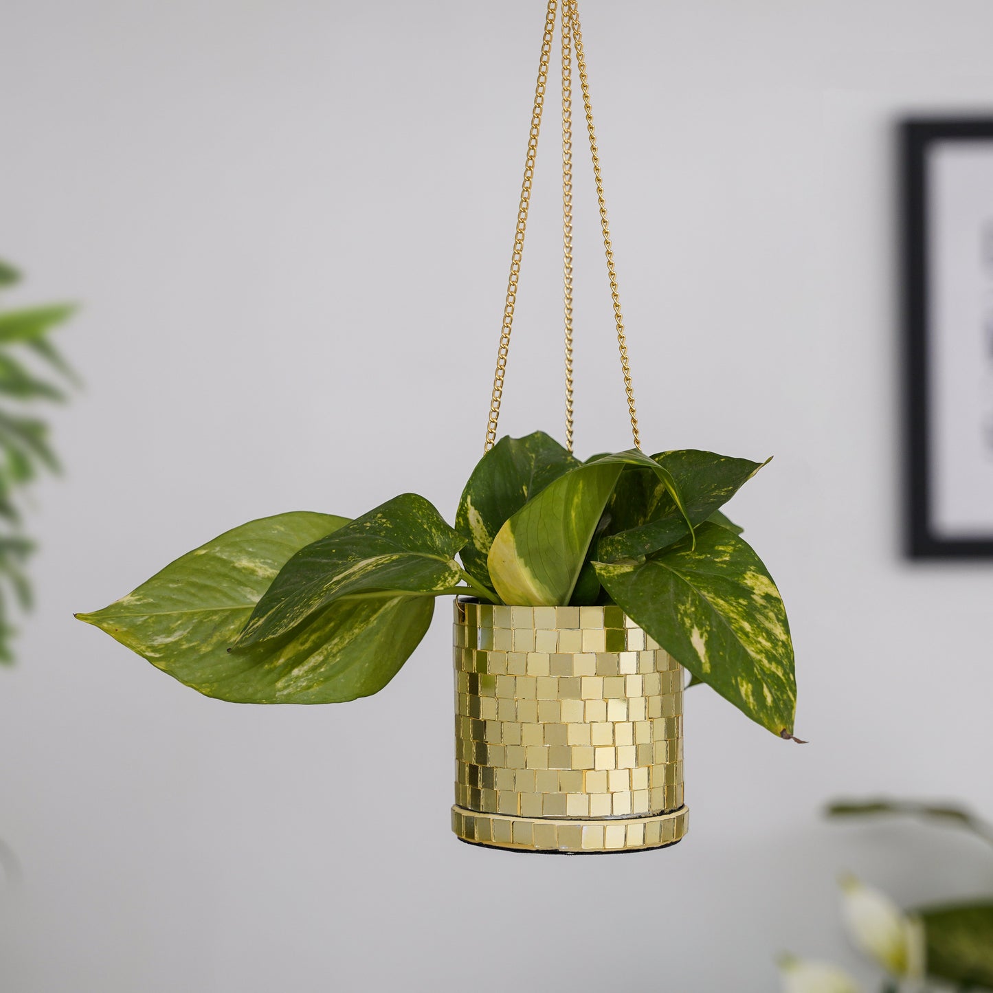 DISCO Cylindrical Metal Hanging Gold Planter with Chain for Home & Office Decor