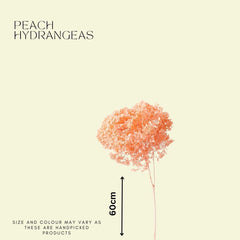 Hydrangeas-Peach