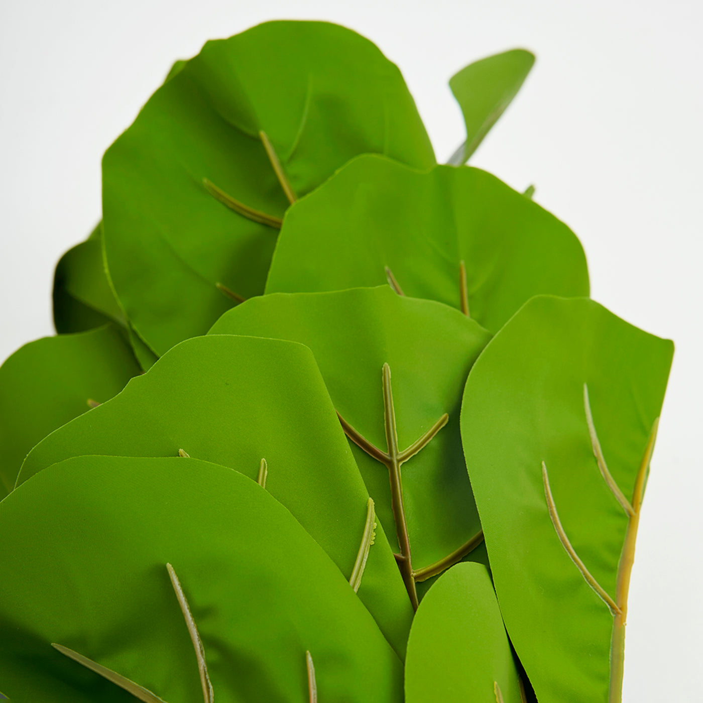 Artificial Fiddle-Leaf Fig Plant for Home and Office Decor Gifting Natural Looking Indoor and Outdoor Ornamental Plant for Interior Balcony Decoration (With Pot)