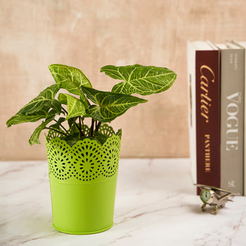 Metal Planter Flower Pot For Home Garden Office Desktop- Green