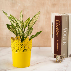 Metal Planter Flower Pot For Home Garden Office Desktop- Yellow