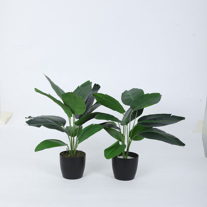 Beautiful Artificial Banana Plant Mini Bush Basic Black Pot for Interior Decor/Home Decor/Office Decor (55 cm Tall, Green, Pack of 2)