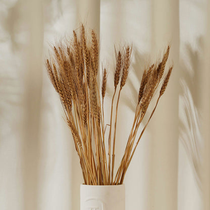 Wheat Grass Brown Set 25 Stems