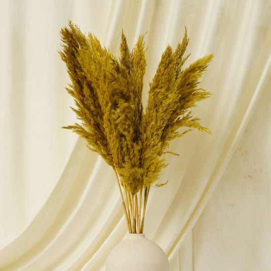 Fluffy Pampas Yellow Pack of 5 Stems