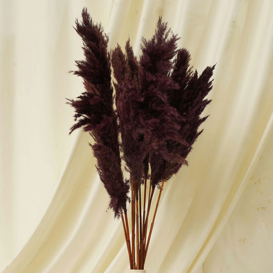 Fluffy Pampas Brown Pack of 5 Stems