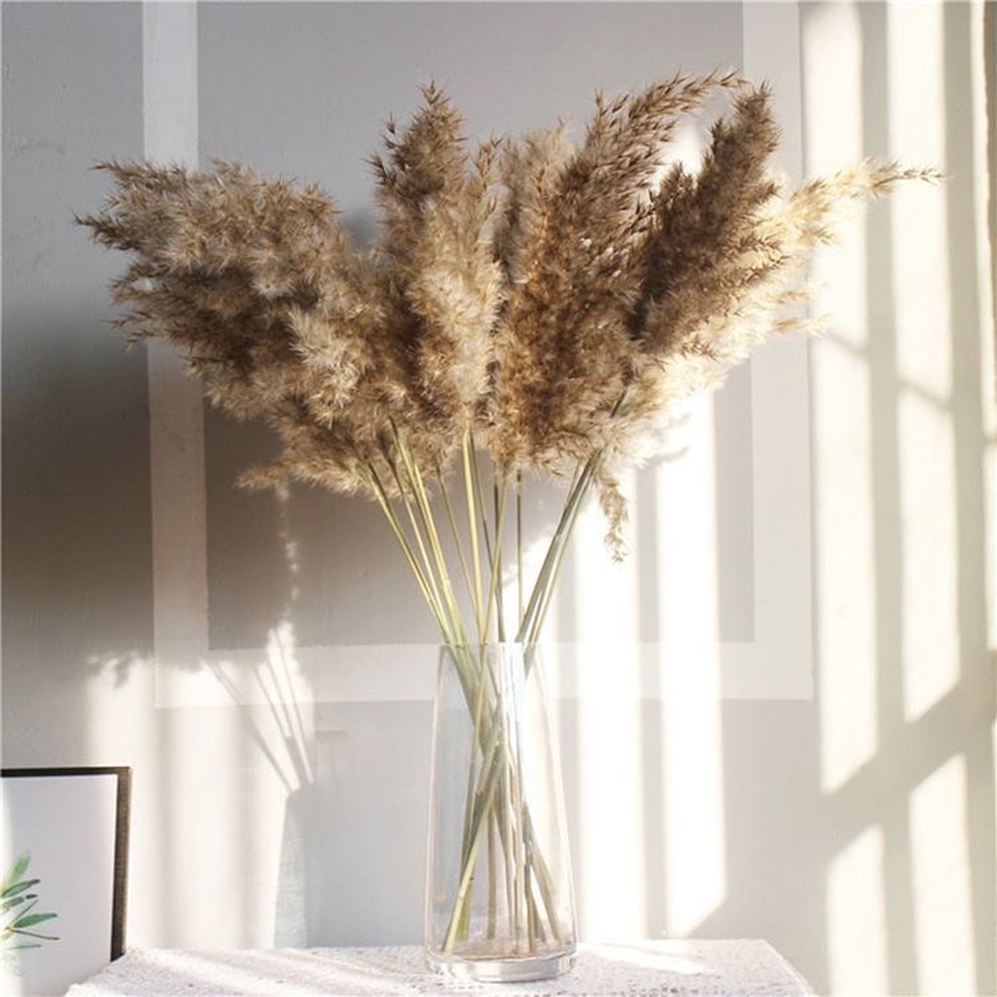 Pampas brown-XL-set of 5 stems