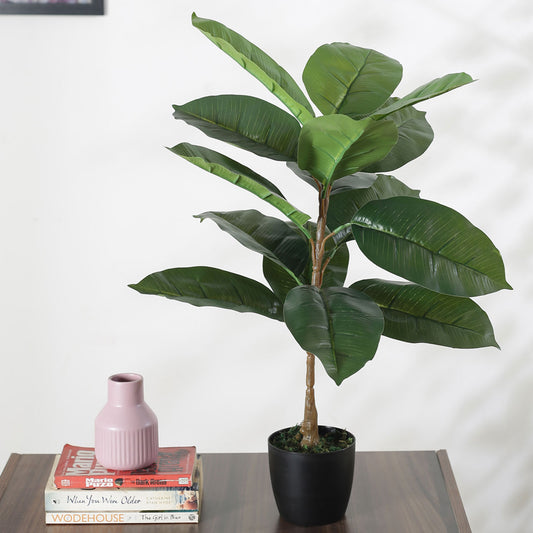 Beautiful Artificial Plastic Rubber Plant Basic Black Pot for Interior Decor/Home Decor/Office Decor (75 cm Tall, Green)