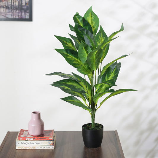 Artificial Dieffenbachia Plant for Home Decor/Office Decor/Gifting | with Basic Black Pot | Natural Looking Indoor Plant (26 Leaves, 70 cm, Multicolor)