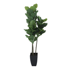 Artificial Fiddle Leaf Fig Plant for Home Decor/Office Decor/Gifting | Big Ornamental Plant in Light Green Color | 120 cm Tall Natural Looking Plant with Basic Black Pot
