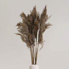Fluffy Pampas Natural Pack of 5 Stems
