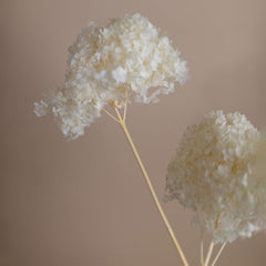 Hydrangeas White