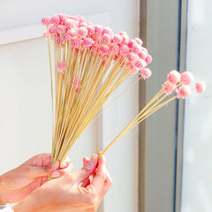 Gomphera Light pink-set of 25 stems