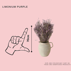 Limonium-Purple