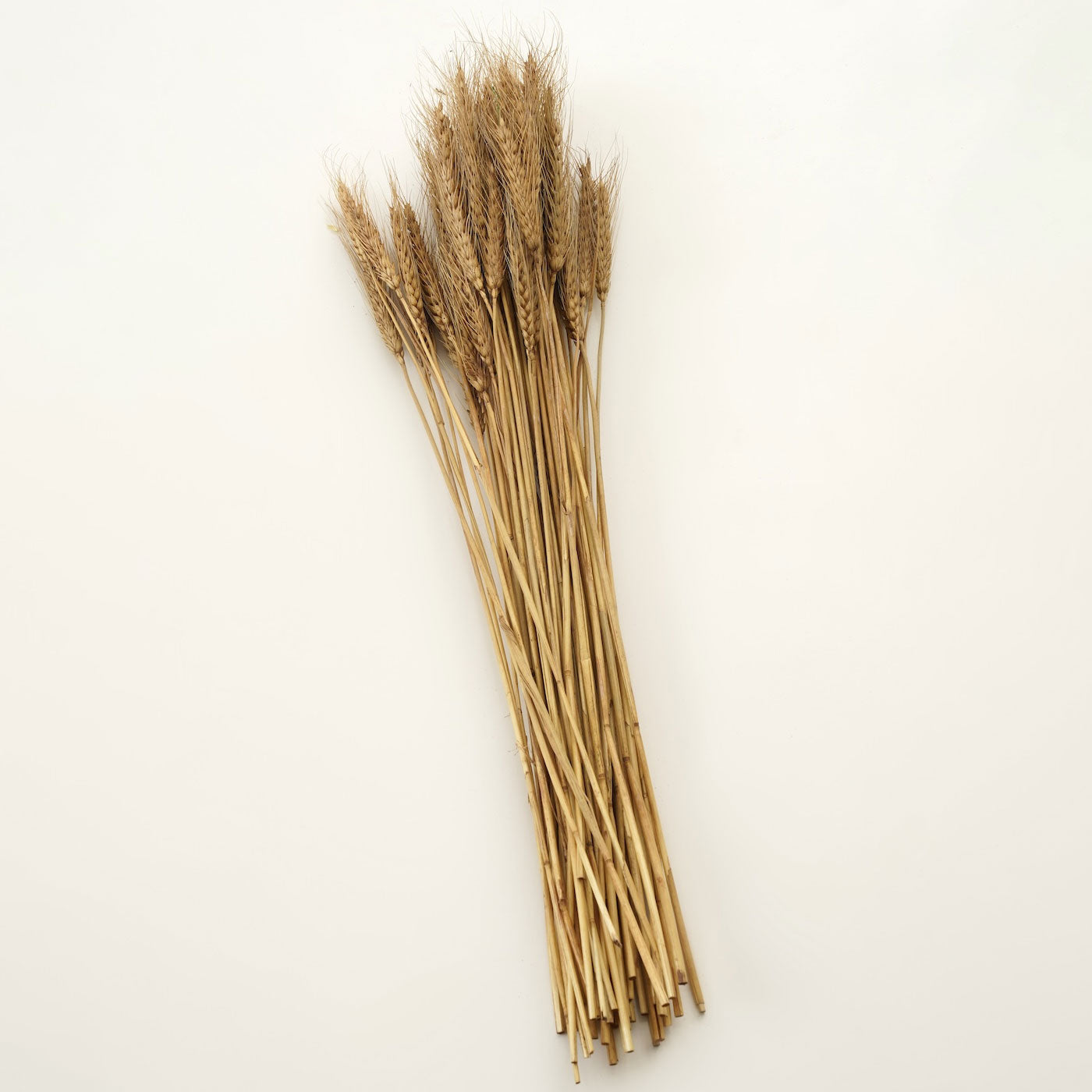 Wheat Grass Brown Set 25 Stems