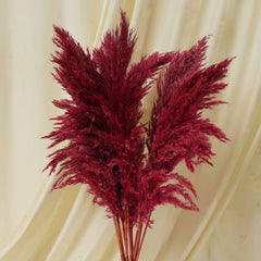 Fluffy Pampas Red Pack of 5 Stems