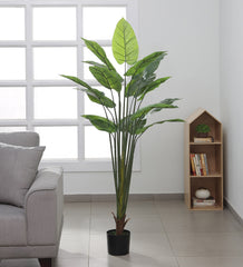 Artificial Real Touch Rubber Plant in a Black Pot for Interior Decor/Home Decor/Office Decor (150 cm Tall, Green)