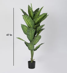 Artificial Dieffenbachia Plant | Tree for Home Decoration | Living Room | Office Big/Medium Size without Pot (150 cm Tall, Green)