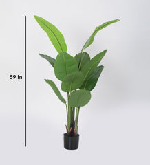 Artificial Real Touch Banana Plant in a Pot for Interior Decor/Home Decor/Office Decor (150 cm Tall, Green)