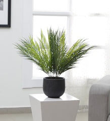 Artificial Areca Palm Plants/Tree for Home Decor/Living Room/Office Small/Medium Size 50 cm (Without Pot, Green, Pack of 3)