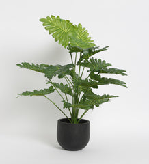 Artificial Philodendron Plant for Home, Office Decor Ornamental Plant for Interior Decor/Home Decor/Office Décor (18 Medium Size Leaves Plant, 75 cm Tall)
