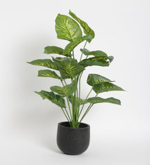 Artificial Dieffenbachia Plant for Home, Office Decor Ornamental Plant for Interior Decor/Home Decor/Office Décor (18 Medium Size Leaves Plant, 75 cm Tall)
