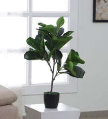 Beautiful Artificial Fiddle Leaf Fig Plant Basic Black Pot for Interior Decor/Home Decor/Office Decor (75 cm Tall, Green)
