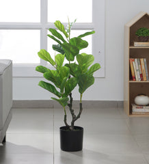 Beautiful Artificial Fiddle Leaf Fig Plant Basic Black Pot for Interior Decor/Home Decor/Office Decor (90 cm Tall, Green)