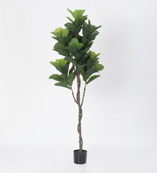 Artificial Real Touch fiddle leaf fig Plant in a Black Pot for Interior Decor/Home Decor/Office Decor (170 cm Tall, Green)