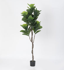 Artificial Real Touch fiddle leaf fig Plant in a Black Pot for Interior Decor/Home Decor/Office Decor (170 cm Tall, Green)