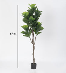 Artificial Real Touch fiddle leaf fig Plant in a Black Pot for Interior Decor/Home Decor/Office Decor (170 cm Tall, Green)